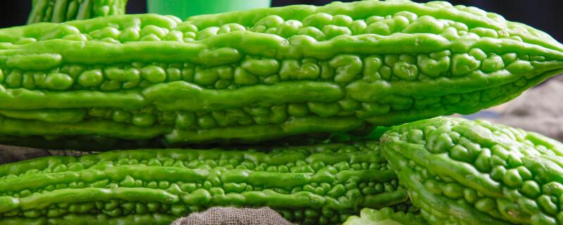 南方苦瓜种植时间