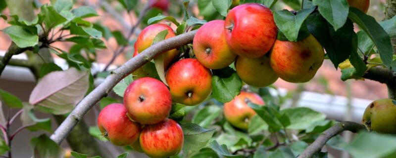 秦阳苹果品种介绍
