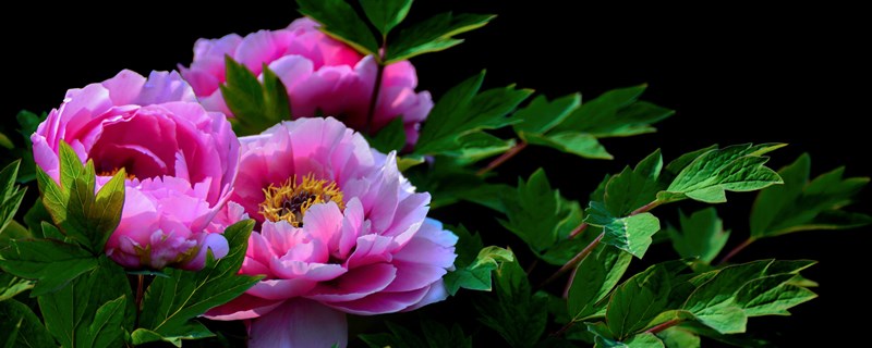 百花王是什么花