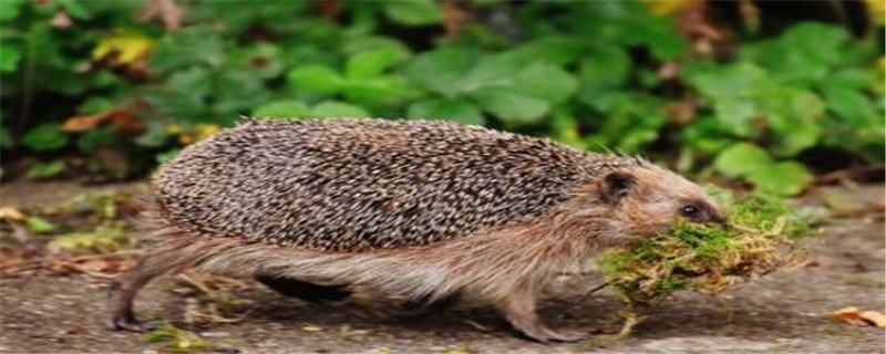 冬天刺猬怎么过冬