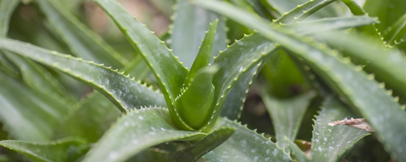 波路的种植注意事项