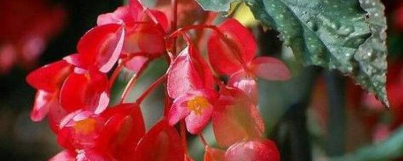 大叶海棠什么时候剪枝