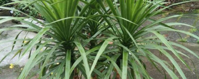 龙血盆栽种植注意事项