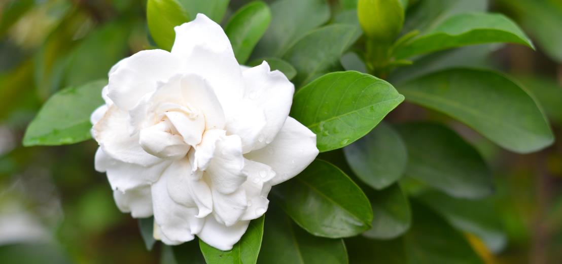 栀子花种植注意事项