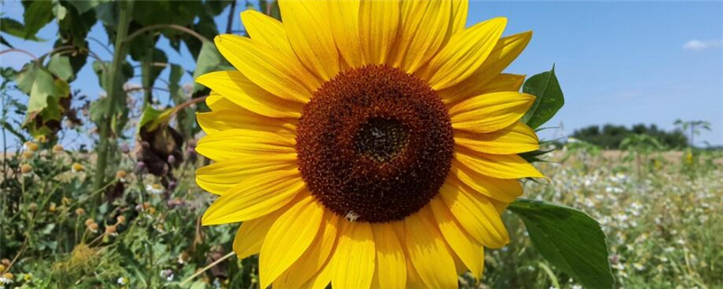 向日葵种植的注意事项