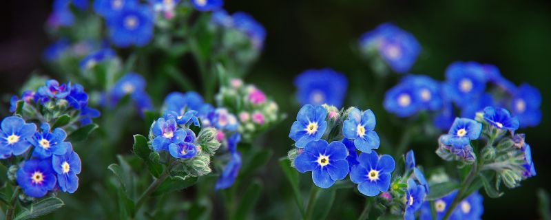 花名勿忘我是什么花