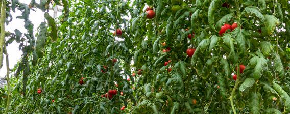 西红柿秧上有小黑虫怎么治