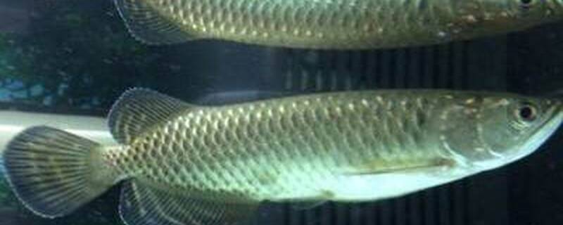 星点龙能和什么鱼混养