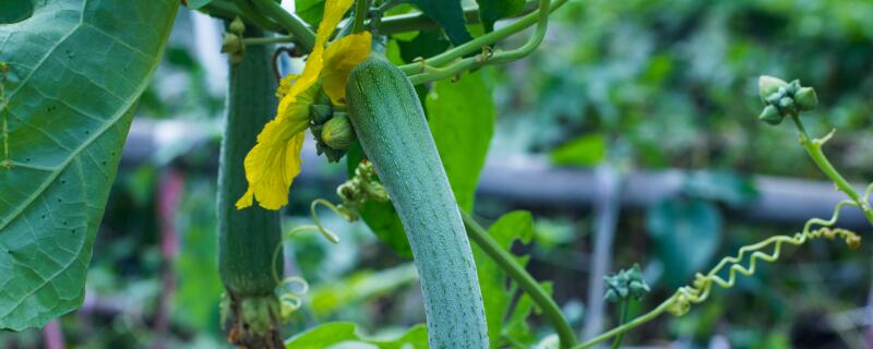 丝瓜怎么种植才能出苗