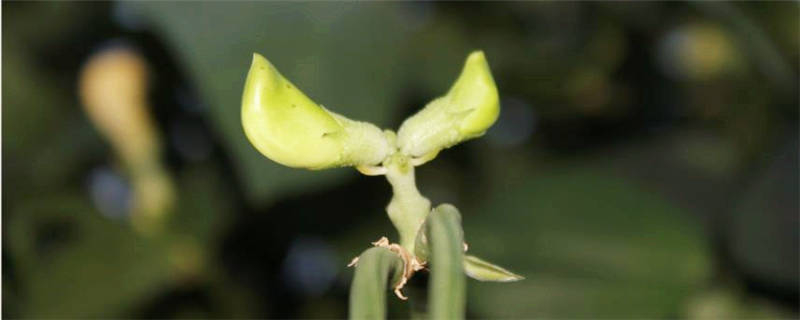 种植豆角的注意事项