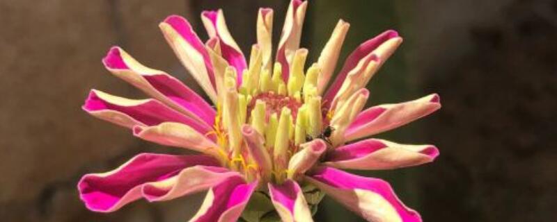 百日草种植注意事项