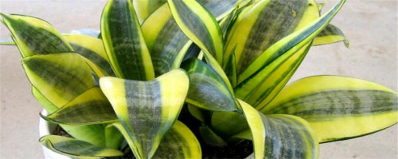 虎皮兰怎么施肥