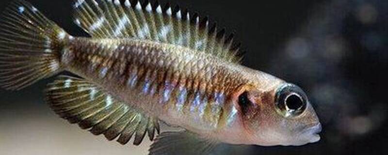 卷贝和什么混养