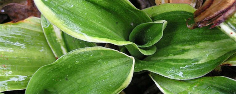 万年青怎么施肥