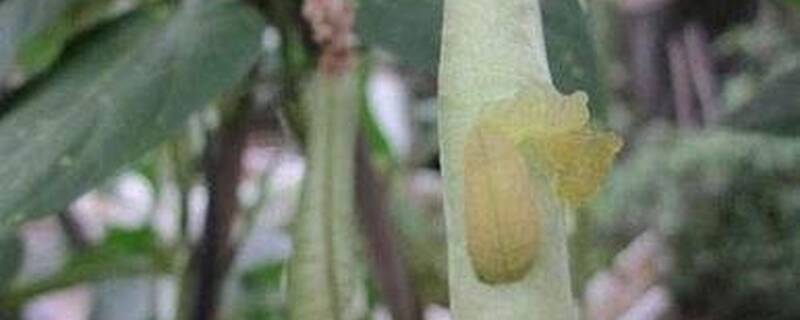 以菌治虫属于什么防治