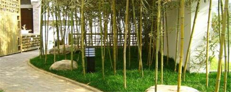 庭院竹子种植注意事项