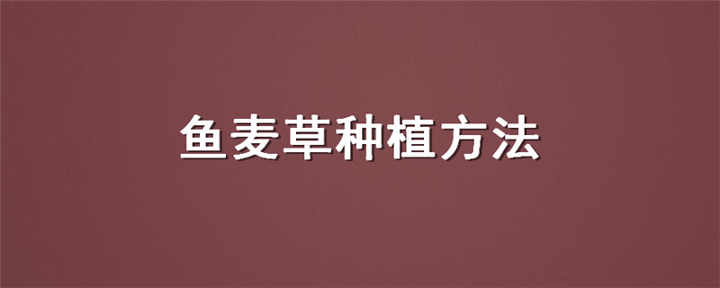 鱼麦草种植方法