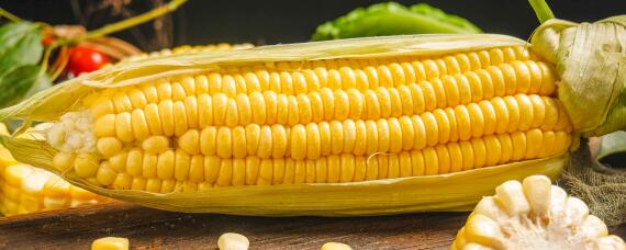 金博士509玉米种介绍