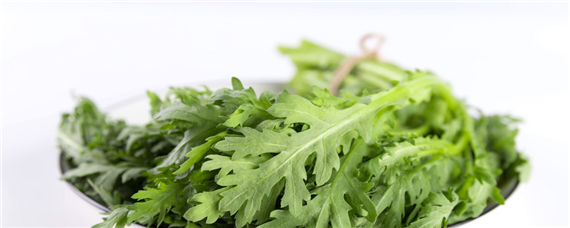 茼蒿菜的种植方法及时间