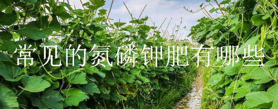 常见的氮磷钾肥有哪些