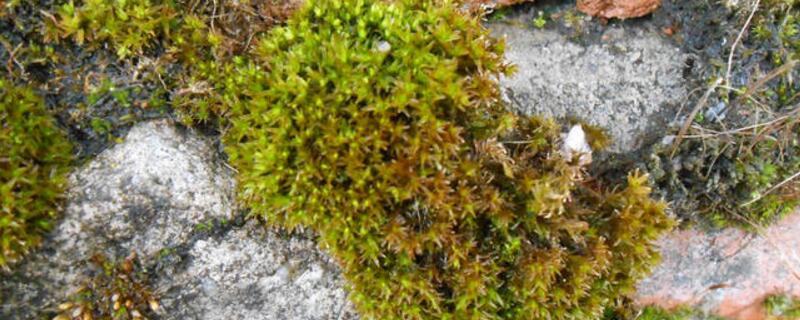 墙藓是什么植物