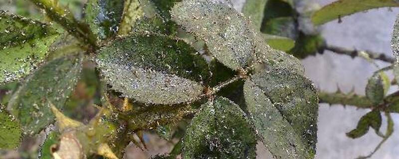 红蜘蛛最怕什么植物