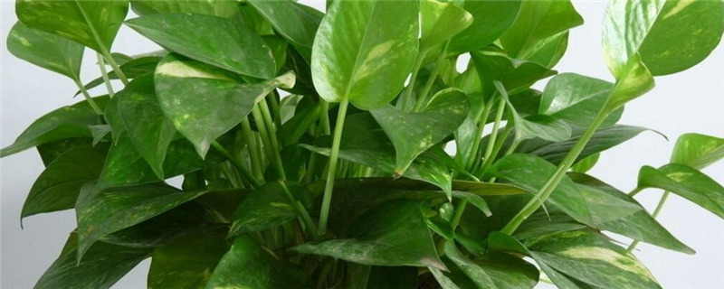 绿萝种植的注意事项