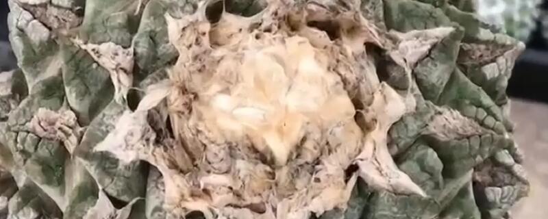 龟甲牡丹怎么浇水