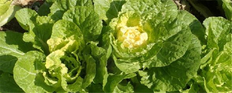 白菜种植方法与管理