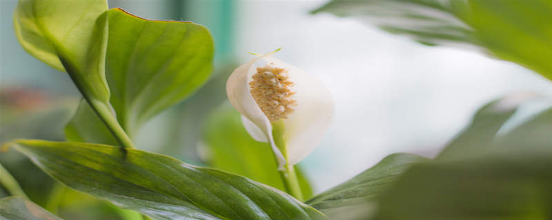 冬季白掌多久浇一次水