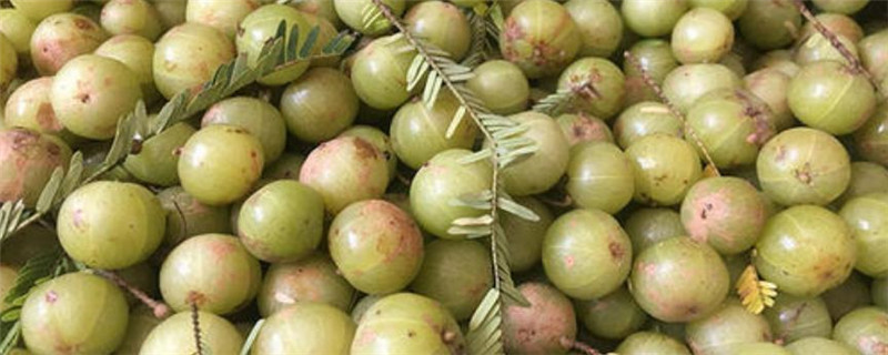 油甘果几年可以挂果