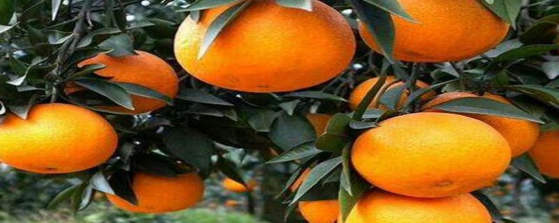 爱嫒38号什么时候成熟