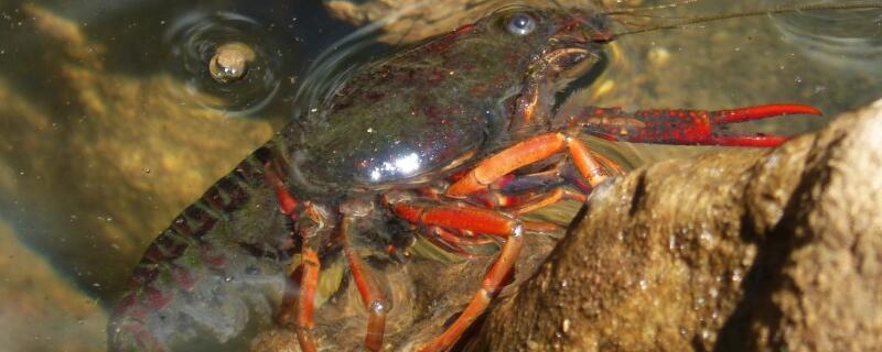 稻田虾养殖技术