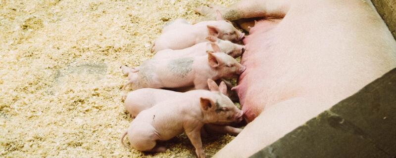 猪舍最佳温度多少