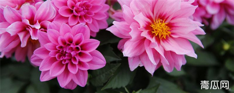 大丽菊种植注意事项