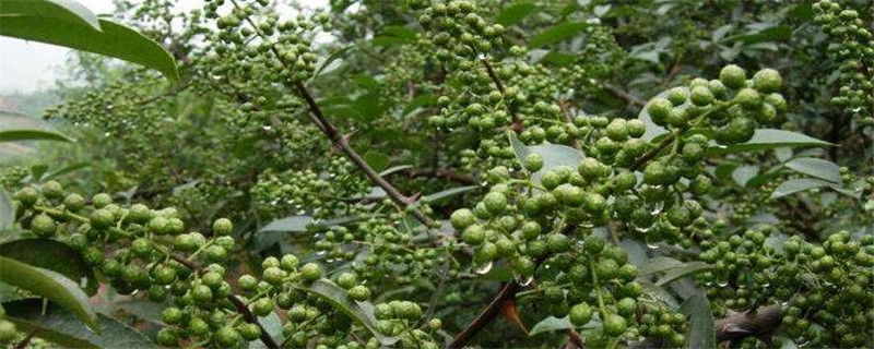 重庆花椒种植注意事项