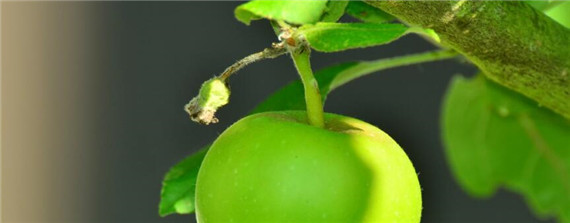 果树浇水的正确方法