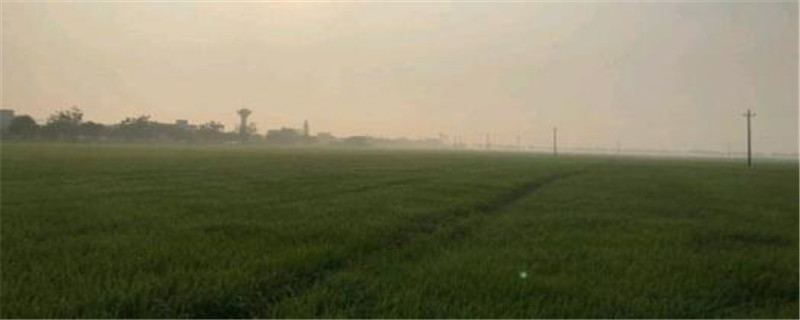 水稻苗床细菌性褐斑病怎么治疗