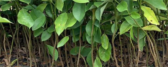 树苗叶面肥有哪些