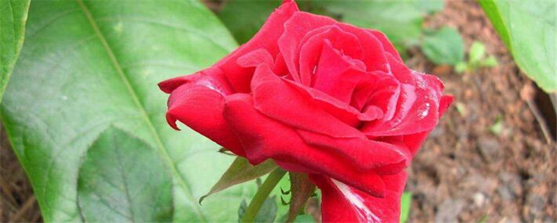种植玫瑰花应注意事项
