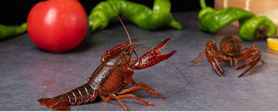 怎样挑选小龙虾公母