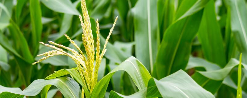 玉米开花结果时需要施什么肥