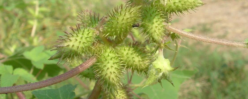 苍耳靠什么传播种子的
