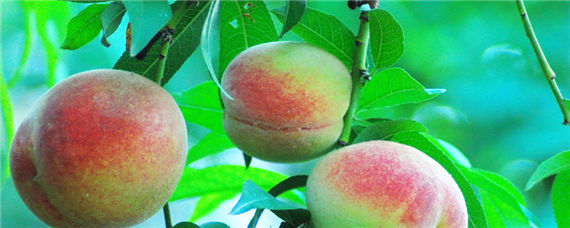 桃子长虫打什么药