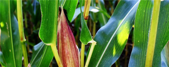 沃玉3号玉米种抗倒吗