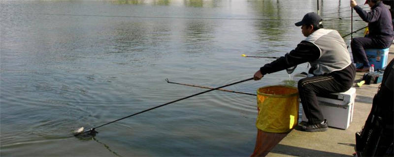 菊酯清塘如何解毒