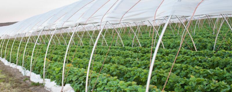 山东蔬菜基地在哪里