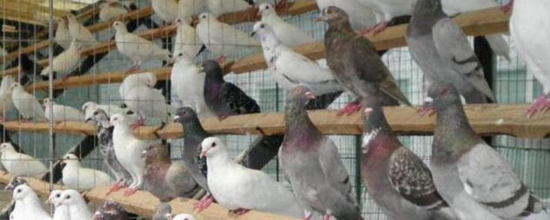 肉鸽养殖周期