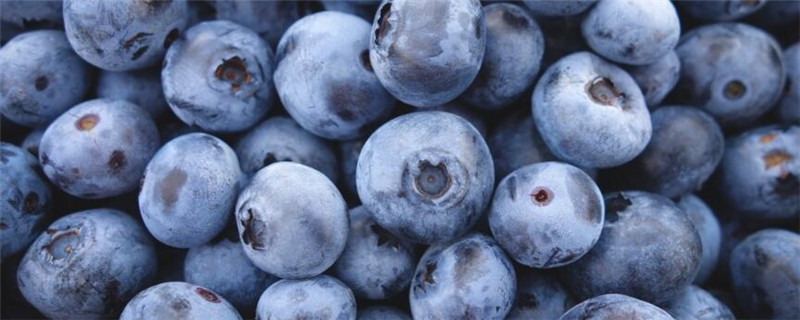 哪个品种的蓝莓产量高