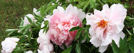 种花钾肥有哪些种类